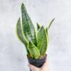 Sansevieria Laurentii 'Robusta' - Yellow Variegated Snake Plant 2 Sansevieria Laurentii 'Robusta' - Yellow Variegated Snake Plant -Eds Plant Shop sansevieria laurentii robusta yellow variegated snake plant various sizes 978043