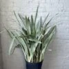 Sansevieria Sayuri 'Metallica' Floor Plant