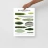 Sansevieria Species ID Chart Botanical Houseplant Art Print 2 Sansevieria Species ID Chart Botanical Houseplant Art Print -Eds Plant Shop sansevieria species id chart botanical houseplant art print 516044