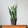 Sansevieria Trifasciata ‘Black Coral Snake Plant' - Various Sizes -Eds Plant Shop sansevieria trifasciata black coral snake plant various sizes 321948