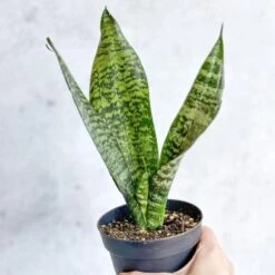 Sansevieria Trifasciata ‘Black Coral Snake Plant' - Various Sizes -Eds Plant Shop sansevieria trifasciata black coral snake plant various sizes 528154