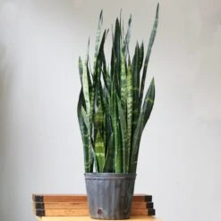 Sansevieria Trifasciata ‘Black Coral Snake Plant' - Various Sizes -Eds Plant Shop sansevieria trifasciata black coral snake plant various sizes 646491