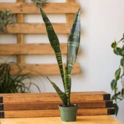 Sansevieria Trifasciata ‘Black Coral Snake Plant' - Various Sizes -Eds Plant Shop sansevieria trifasciata black coral snake plant various sizes 977960