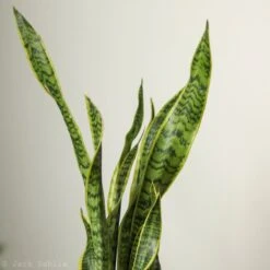 Sansevieria Trifasciata ‘Laurentii’ - 8" Snake Plant 20 Sansevieria Trifasciata ‘Laurentii’ - 8" Snake Plant -Eds Plant Shop sansevieria trifasciata laurentii 8 snake plant 112677
