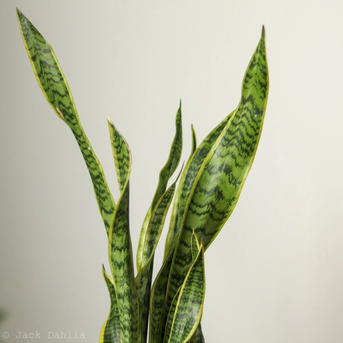 Sansevieria Trifasciata ‘Laurentii’ - 8" Snake Plant 9 Sansevieria Trifasciata ‘Laurentii’ - 8" Snake Plant - Image 7