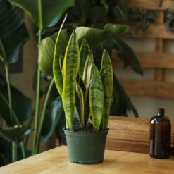 Sansevieria Trifasciata ‘Laurentii’ - 8" Snake Plant 19 Sansevieria Trifasciata ‘Laurentii’ - 8" Snake Plant -Eds Plant Shop sansevieria trifasciata laurentii 8 snake plant 491516