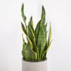 Sansevieria Trifasciata ‘Laurentii’ - 8" Snake Plant 17 Sansevieria Trifasciata ‘Laurentii’ - 8" Snake Plant -Eds Plant Shop sansevieria trifasciata laurentii 8 snake plant 521367