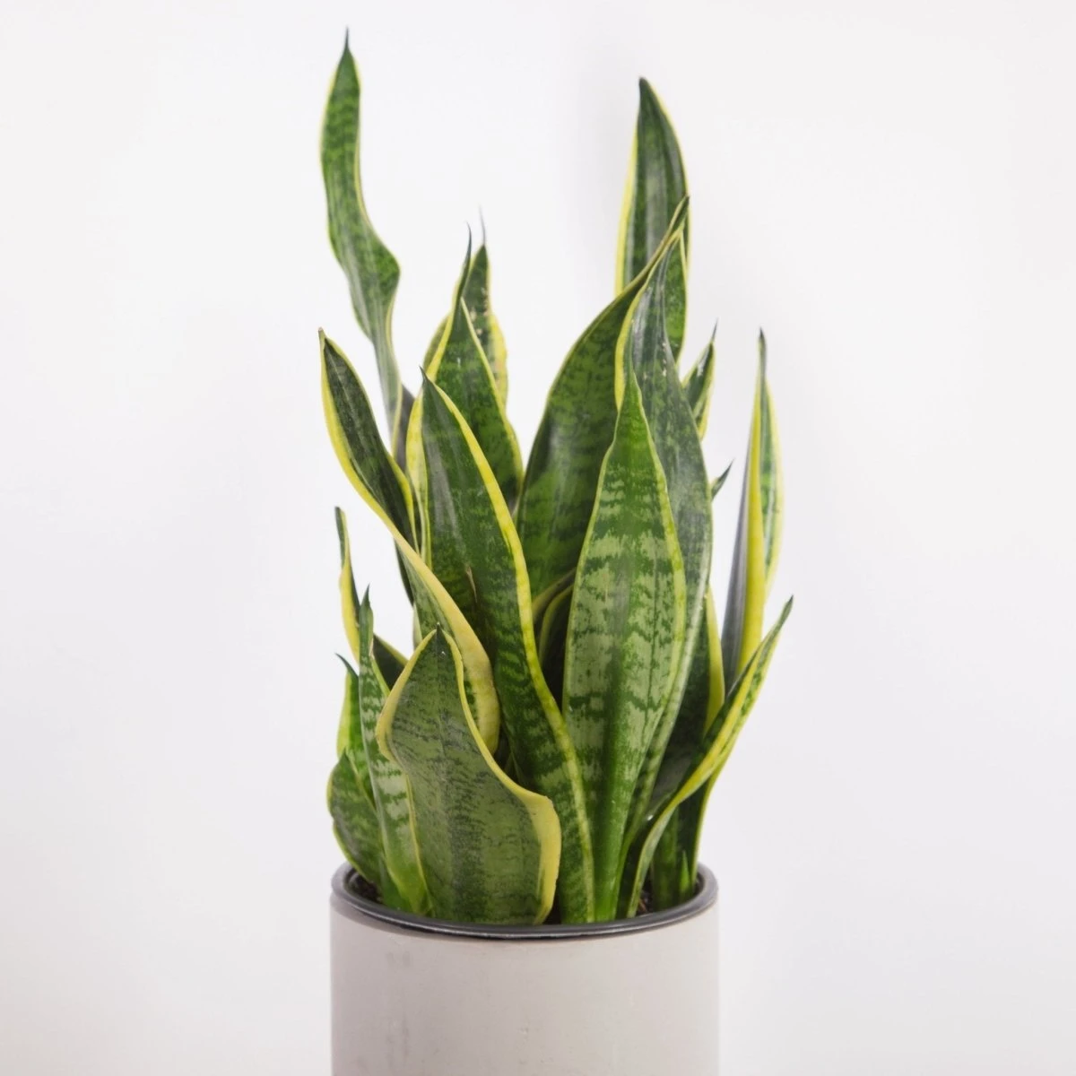 Sansevieria Trifasciata ‘Laurentii’ - 8" Snake Plant 6 Sansevieria Trifasciata ‘Laurentii’ - 8" Snake Plant - Image 4