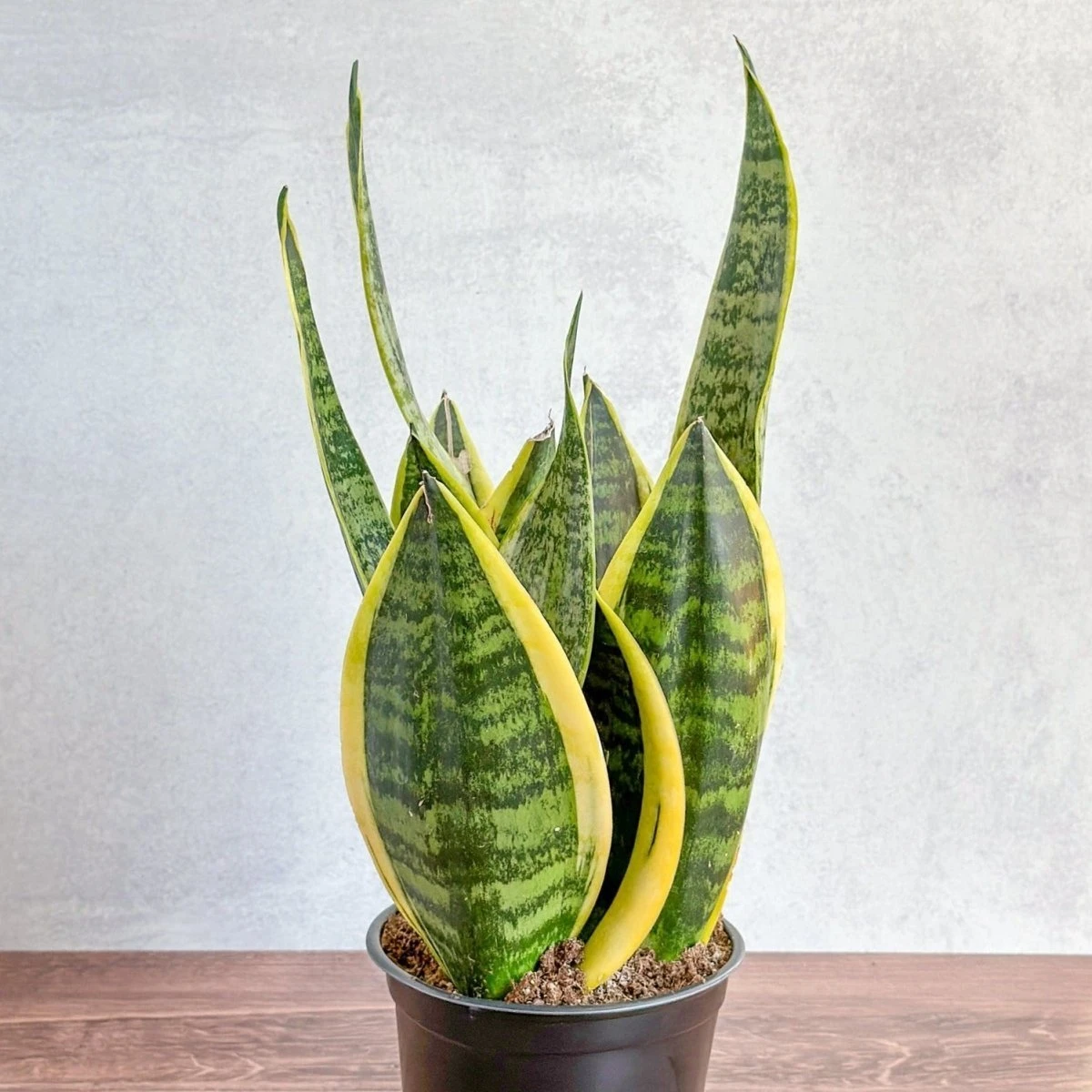 Sansevieria Trifasciata ‘Laurentii’ - 8" Snake Plant 3 Sansevieria Trifasciata ‘Laurentii’ - 8" Snake Plant