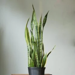 Sansevieria Trifasciata ‘Laurentii’ - 8" Snake Plant 23 Sansevieria Trifasciata ‘Laurentii’ - 8" Snake Plant -Eds Plant Shop sansevieria trifasciata laurentii 8 snake plant 803581