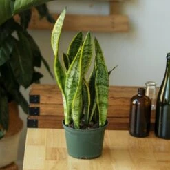 Sansevieria Trifasciata ‘Laurentii’ - 8" Snake Plant 21 Sansevieria Trifasciata ‘Laurentii’ - 8" Snake Plant -Eds Plant Shop sansevieria trifasciata laurentii 8 snake plant 863586