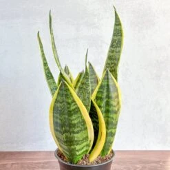Sansevieria Trifasciata ‘Laurentii’ - 8" Snake Plant 15 Sansevieria Trifasciata ‘Laurentii’ - 8" Snake Plant -Eds Plant Shop sansevieria trifasciata laurentii 8 snake plant 869315