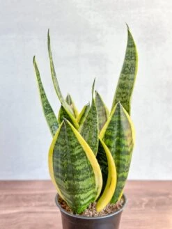 Sansevieria Trifasciata ‘Laurentii’ - 8" Snake Plant 16 Sansevieria Trifasciata ‘Laurentii’ - 8" Snake Plant -Eds Plant Shop sansevieria trifasciata laurentii 8 snake plant 957257