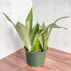 Sansevieria Trifasciata 'Moonshine'