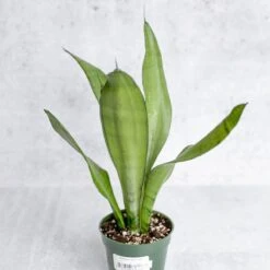Sansevieria Trifasciata 'Moonshine' -Eds Plant Shop sansevieria trifasciata moonshine various sizes 933577