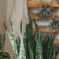Sansevieria Zeylanica 'Bowstring Hemp' Large Snake Plant -Eds Plant Shop sansevieria zeylanica bowstring hemp floor plant 197945