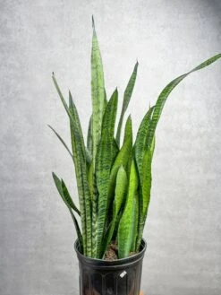 Sansevieria Zeylanica 'Bowstring Hemp' – Snake Plant -Eds Plant Shop sansevieria zeylanica bowstring hemp snake plant various sizes 133701