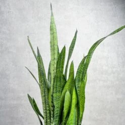 Sansevieria Zeylanica 'Bowstring Hemp' – Snake Plant -Eds Plant Shop sansevieria zeylanica bowstring hemp snake plant various sizes 344326