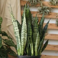 Sansevieria Zeylanica 'Bowstring Hemp' – Snake Plant -Eds Plant Shop sansevieria zeylanica bowstring hemp snake plant various sizes 860132