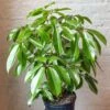 Schefflera Amate - Amate Umbrella Tree 2 Schefflera Amate - Amate Umbrella Tree -Eds Plant Shop schefflera amate amate umbrella tree 135935