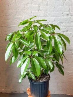 Schefflera Amate - Amate Umbrella Tree -Eds Plant Shop schefflera amate amate umbrella tree 457250