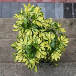 Schefflera Arboricola Trinette 'Dwarf Umbrella Tree' Floor Plant 14 Schefflera Arboricola Trinette 'Dwarf Umbrella Tree' Floor Plant -Eds Plant Shop schefflera arboricola trinette dwarf umbrella tree floor plant 201298