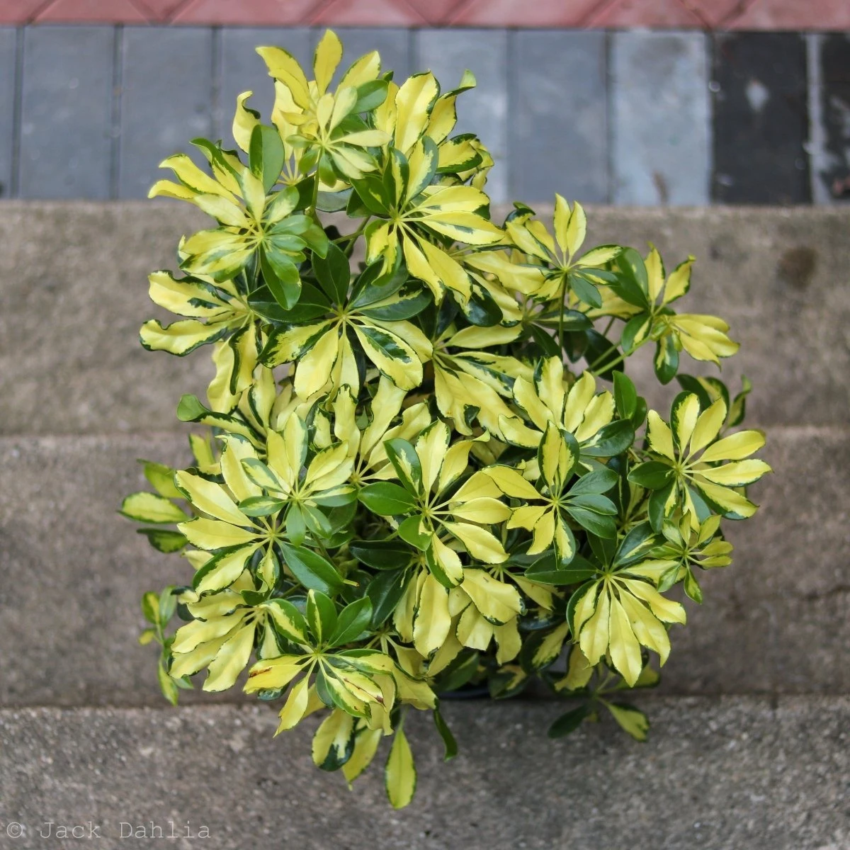 Schefflera Arboricola Trinette 'Dwarf Umbrella Tree' Floor Plant 6 Schefflera Arboricola Trinette 'Dwarf Umbrella Tree' Floor Plant - Image 4