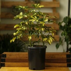 Schefflera Arboricola Trinette 'Dwarf Umbrella Tree' Floor Plant 19 Schefflera Arboricola Trinette 'Dwarf Umbrella Tree' Floor Plant -Eds Plant Shop schefflera arboricola trinette dwarf umbrella tree floor plant 265265