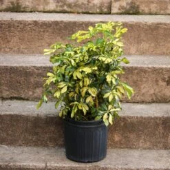 Schefflera Arboricola Trinette 'Dwarf Umbrella Tree' Floor Plant 15 Schefflera Arboricola Trinette 'Dwarf Umbrella Tree' Floor Plant -Eds Plant Shop schefflera arboricola trinette dwarf umbrella tree floor plant 547045