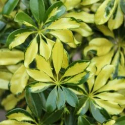 Schefflera Arboricola Trinette 'Dwarf Umbrella Tree' Floor Plant 13 Schefflera Arboricola Trinette 'Dwarf Umbrella Tree' Floor Plant -Eds Plant Shop schefflera arboricola trinette dwarf umbrella tree floor plant 714606