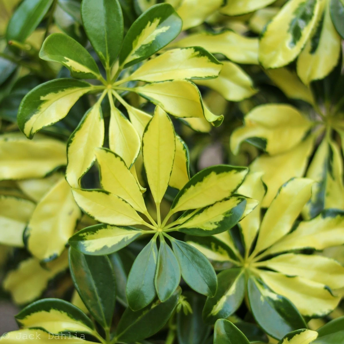 Schefflera Arboricola Trinette 'Dwarf Umbrella Tree' Floor Plant 5 Schefflera Arboricola Trinette 'Dwarf Umbrella Tree' Floor Plant - Image 3