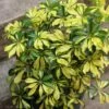 Schefflera Arboricola Trinette 'Dwarf Umbrella Tree' Floor Plant -Eds Plant Shop schefflera arboricola trinette dwarf umbrella tree floor plant 728211