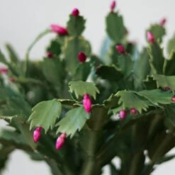 Schlumbergera Bridgessii 'Christmas Cactus' -Eds Plant Shop schlumbergera bridgessii christmas cactus 200833