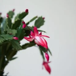 Schlumbergera Bridgessii 'Christmas Cactus' -Eds Plant Shop schlumbergera bridgessii christmas cactus 391854