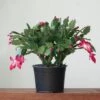 Schlumbergera Bridgessii 'Christmas Cactus' 2 Schlumbergera Bridgessii 'Christmas Cactus' -Eds Plant Shop schlumbergera bridgessii christmas cactus 587317