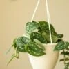 Scindapsus Pictus Argyraeus 'Satin Pothos' -Eds Plant Shop scindapsus pictus argyraeus satin pothos 585550