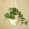 Scindapsus Pictus Argyraeus 'Satin Pothos' Hanging Basket