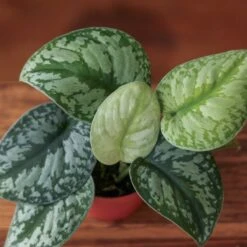 Scindapsus Pictus ‘Exotica’ 29 Scindapsus Pictus ‘Exotica’ -Eds Plant Shop scindapsus pictus exotica exotic scindapsus various sizes 117383