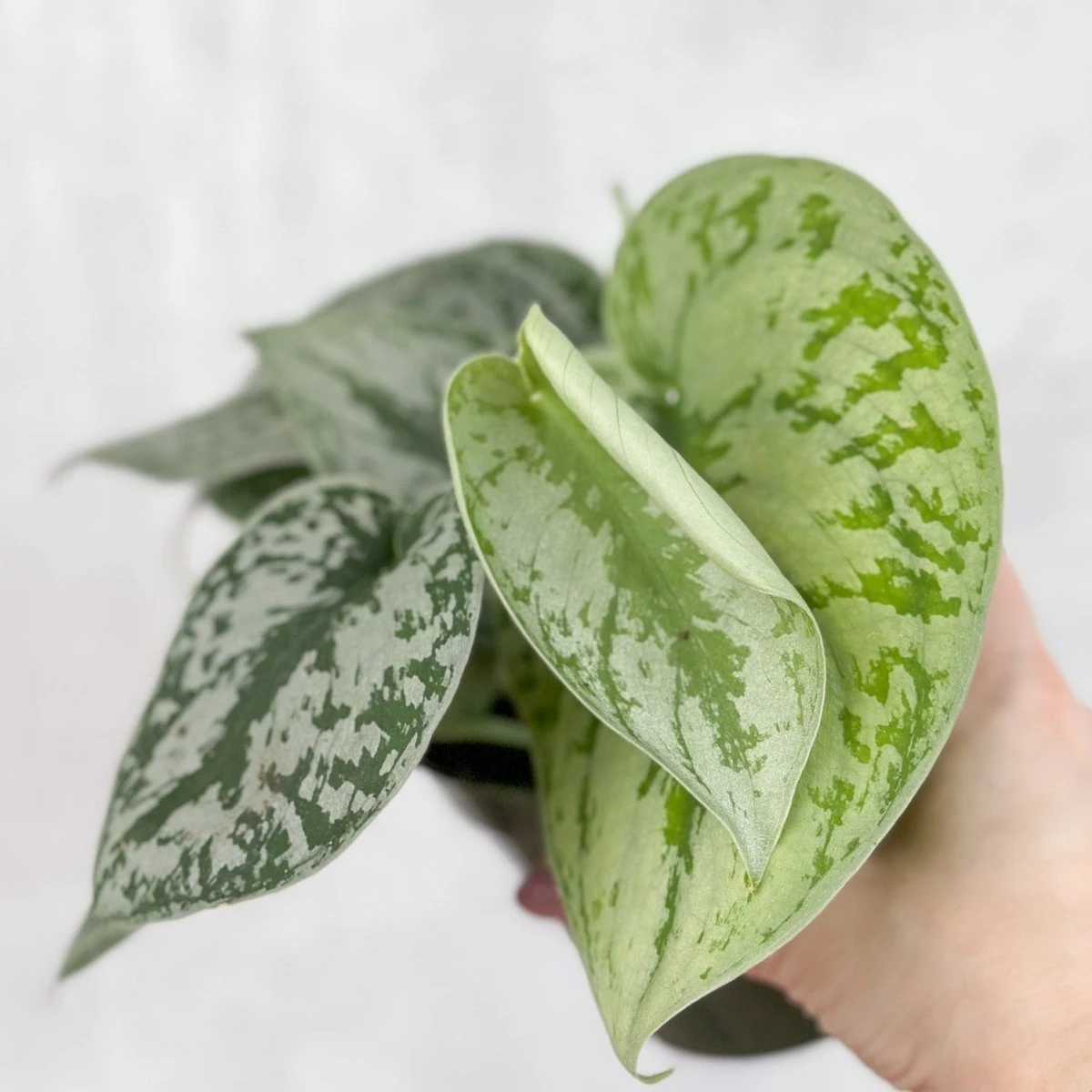 Scindapsus Pictus ‘Exotica’ 5 Scindapsus Pictus ‘Exotica’ - Image 3