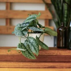 Scindapsus Pictus ‘Exotica’ 27 Scindapsus Pictus ‘Exotica’ -Eds Plant Shop scindapsus pictus exotica exotic scindapsus various sizes 278585