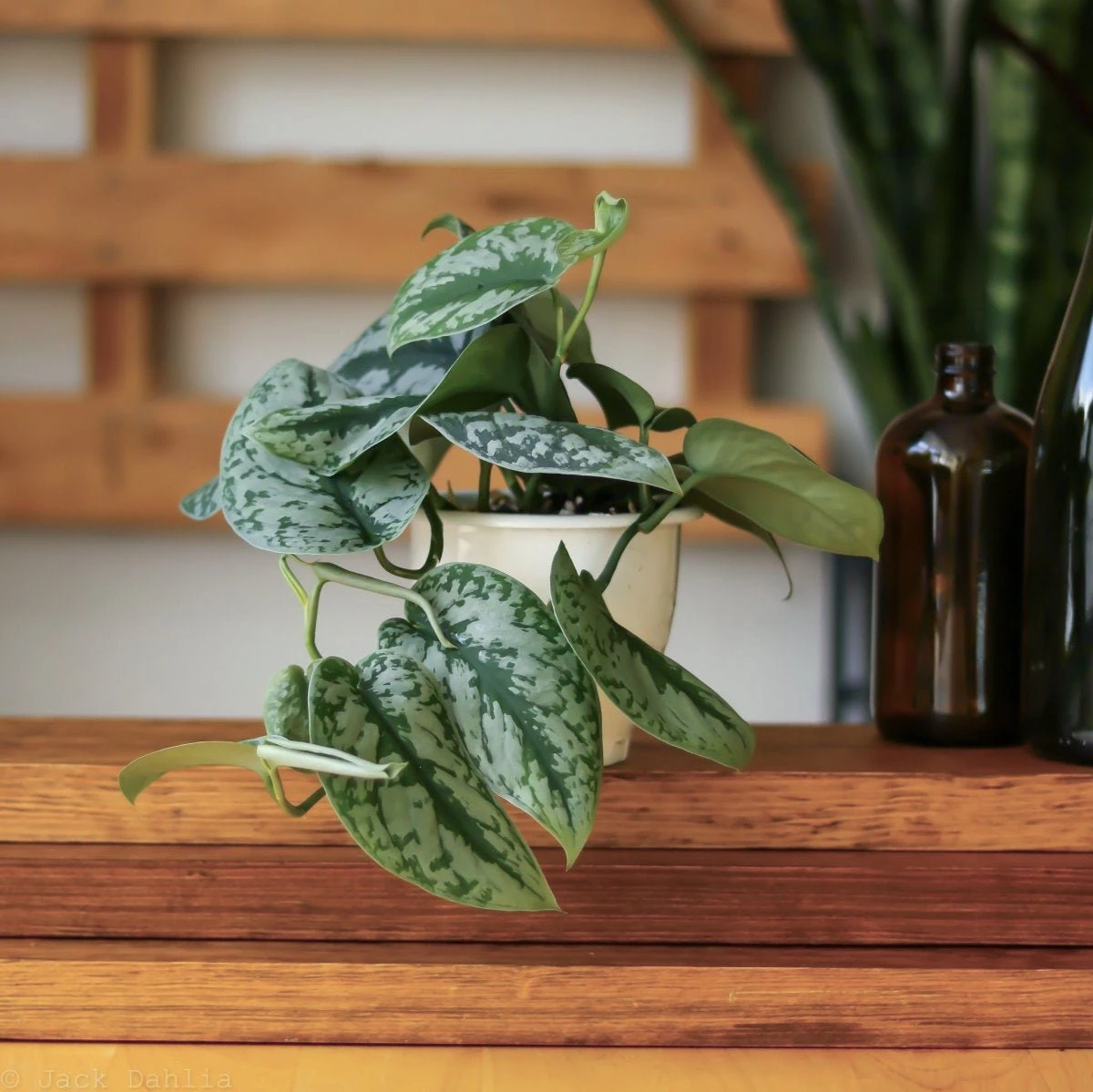 Scindapsus Pictus ‘Exotica’ 14 Scindapsus Pictus ‘Exotica’ - Image 12