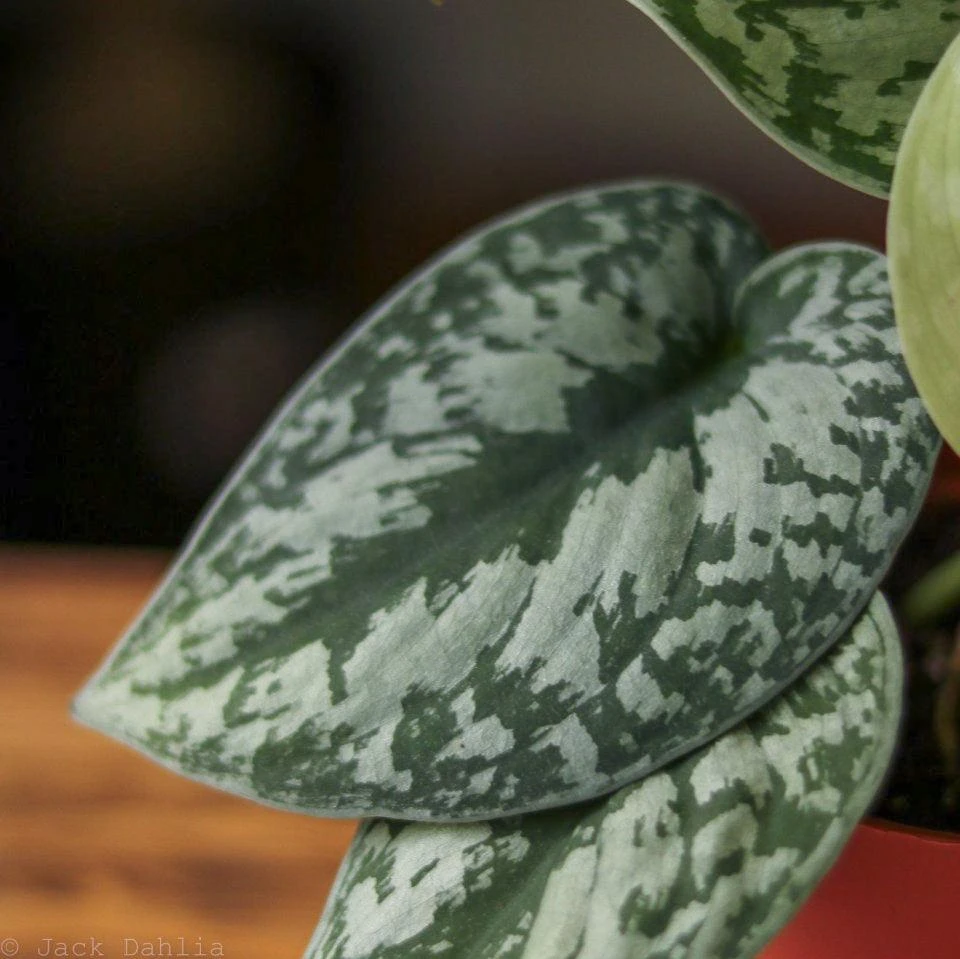 Scindapsus Pictus ‘Exotica’ 8 Scindapsus Pictus ‘Exotica’ - Image 6