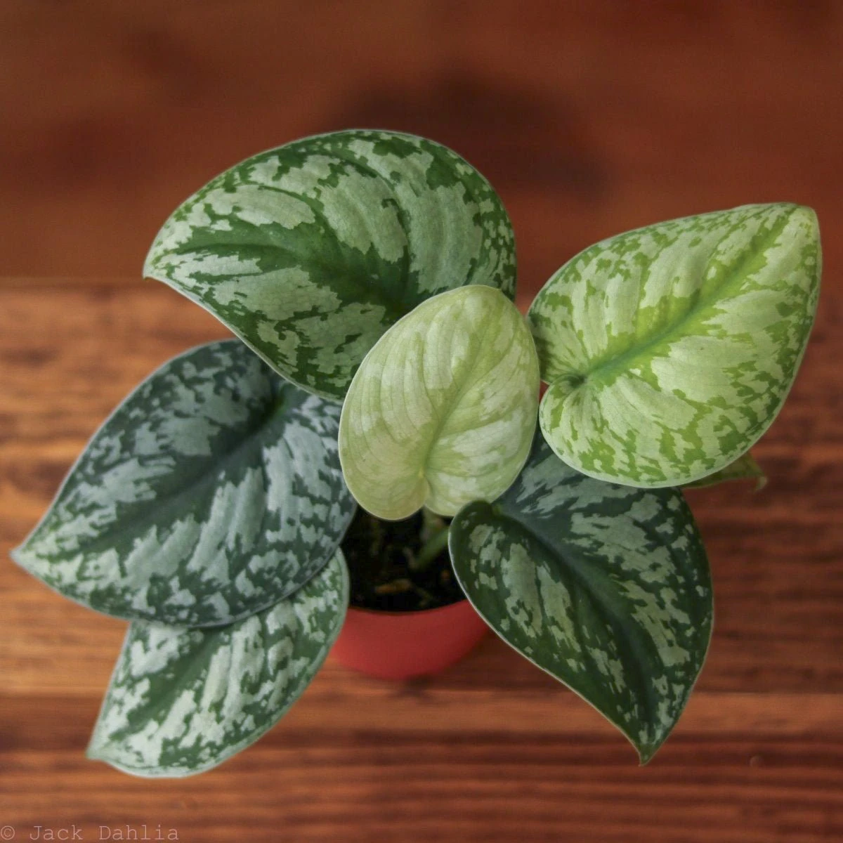 Scindapsus Pictus ‘Exotica’ 10 Scindapsus Pictus ‘Exotica’ - Image 8