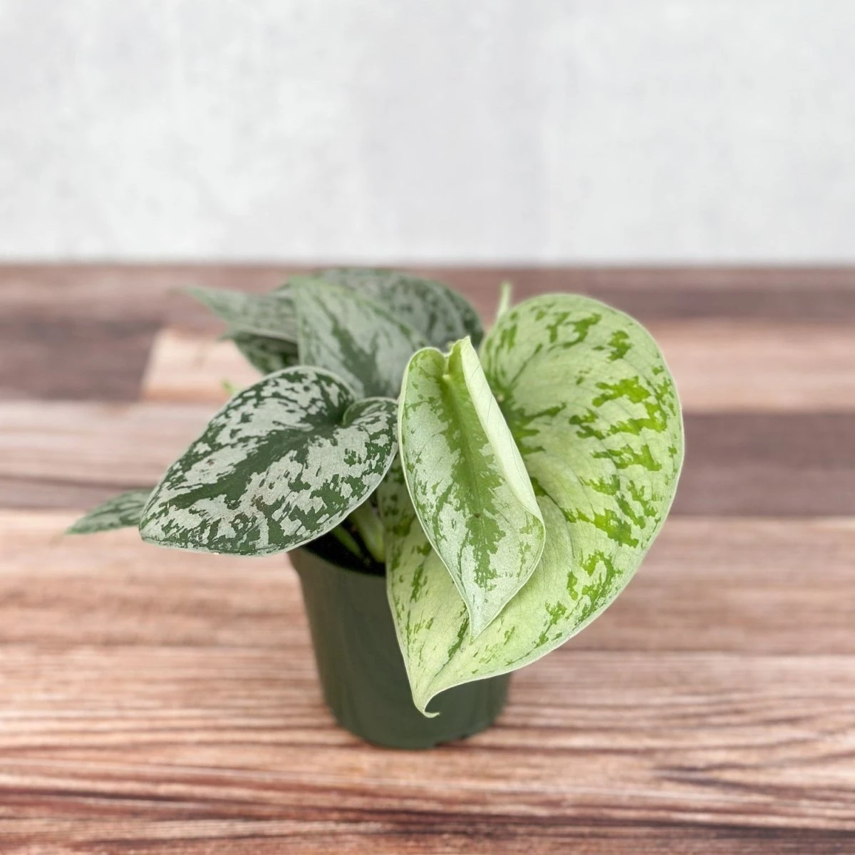 Scindapsus Pictus ‘Exotica’ 4 Scindapsus Pictus ‘Exotica’ - Image 2