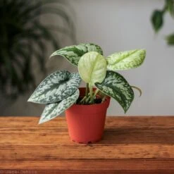 Scindapsus Pictus ‘Exotica’ 22 Scindapsus Pictus ‘Exotica’ -Eds Plant Shop scindapsus pictus exotica exotic scindapsus various sizes 825417