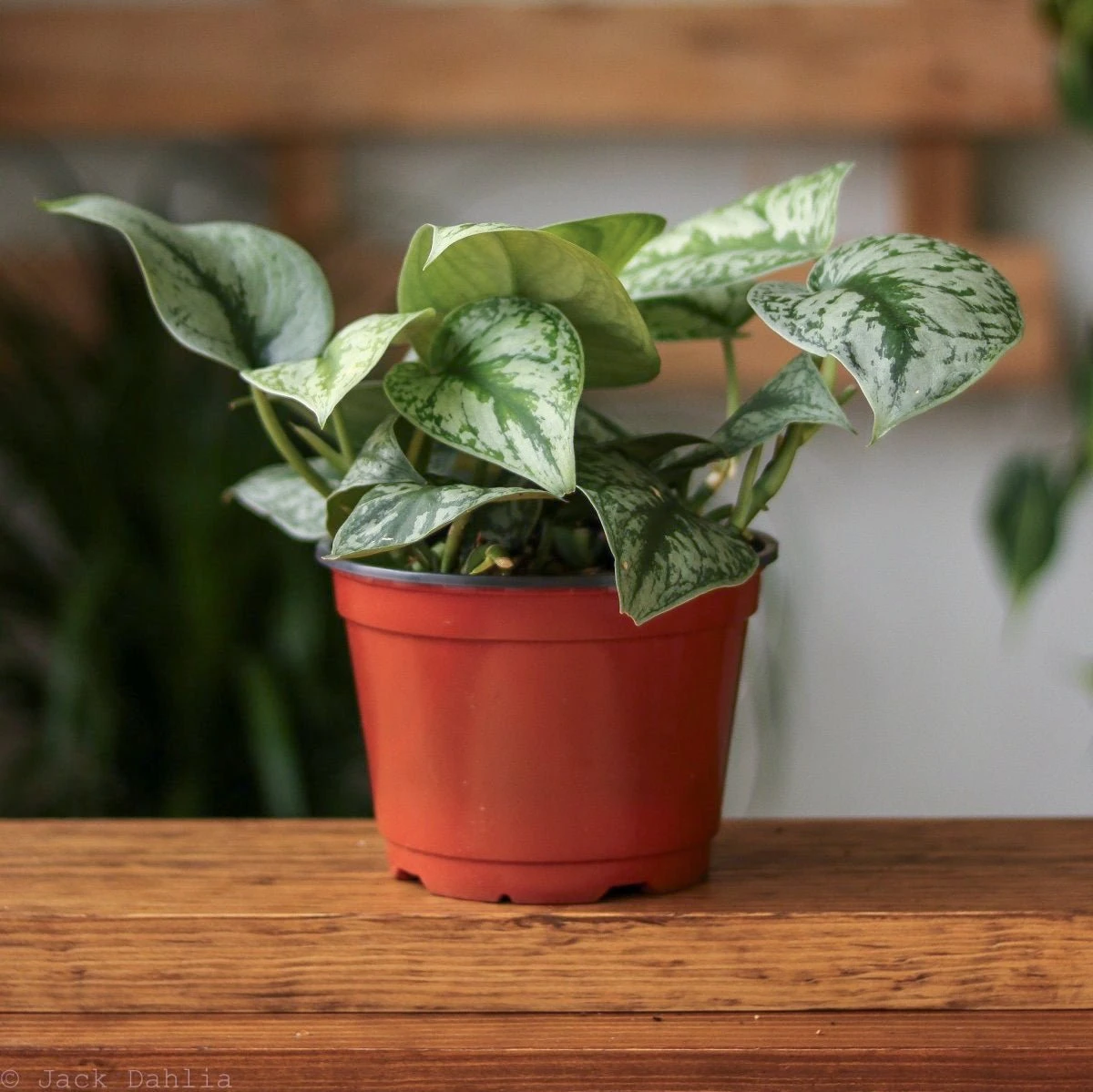 Scindapsus Pictus ‘Exotica’ 7 Scindapsus Pictus ‘Exotica’ - Image 5