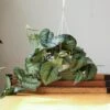 Scindapsus Pictus ‘Exotica’ Hanging Basket -Eds Plant Shop scindapsus pictus exotica hanging basket 670282
