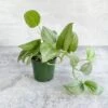 Scindapsus Pictus 'Silver Hero' -Eds Plant Shop scindapsus pictus silver hero 4 inch 355309