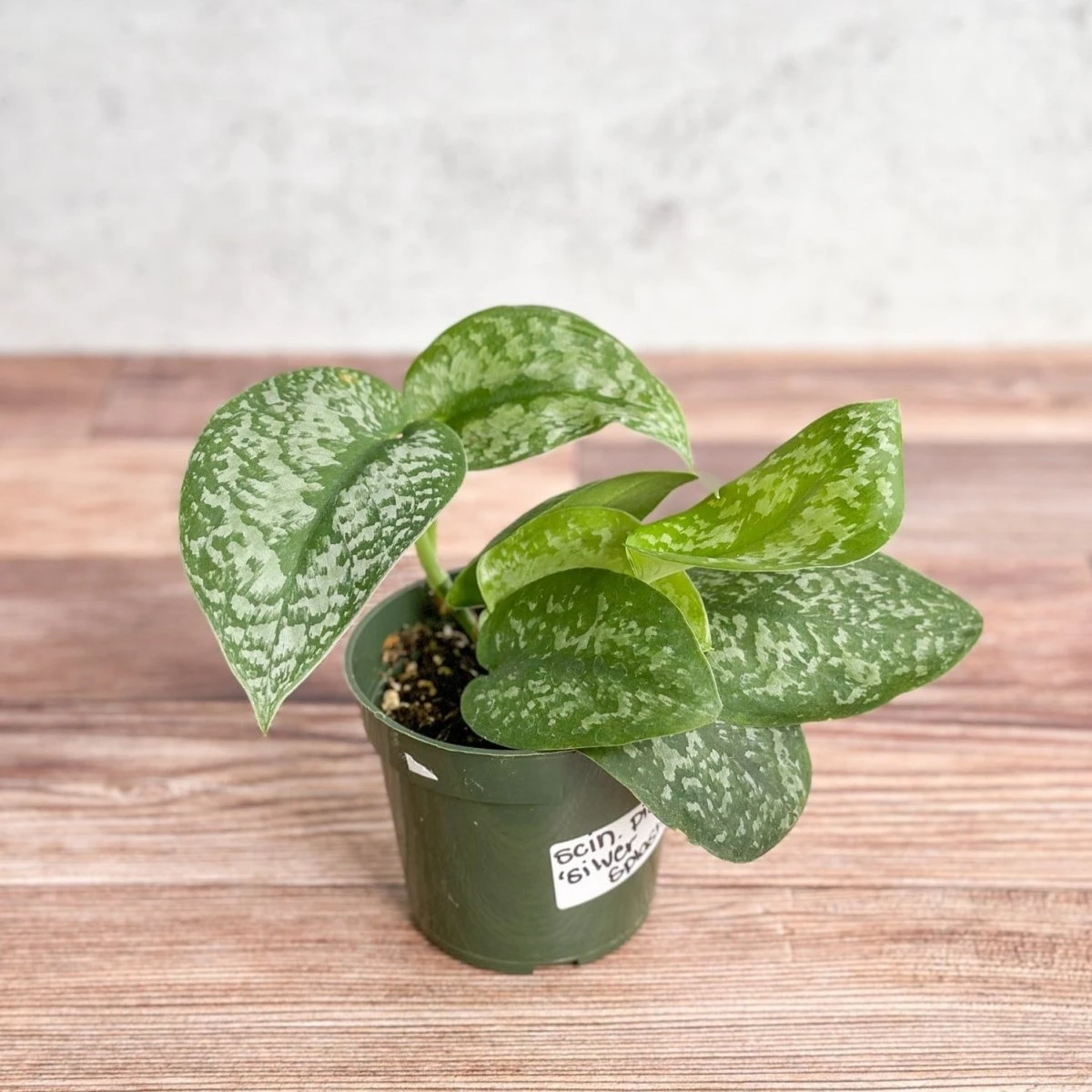 Scindapsus Pictus 'Silver Splash' 5 Scindapsus Pictus 'Silver Splash' - Image 3