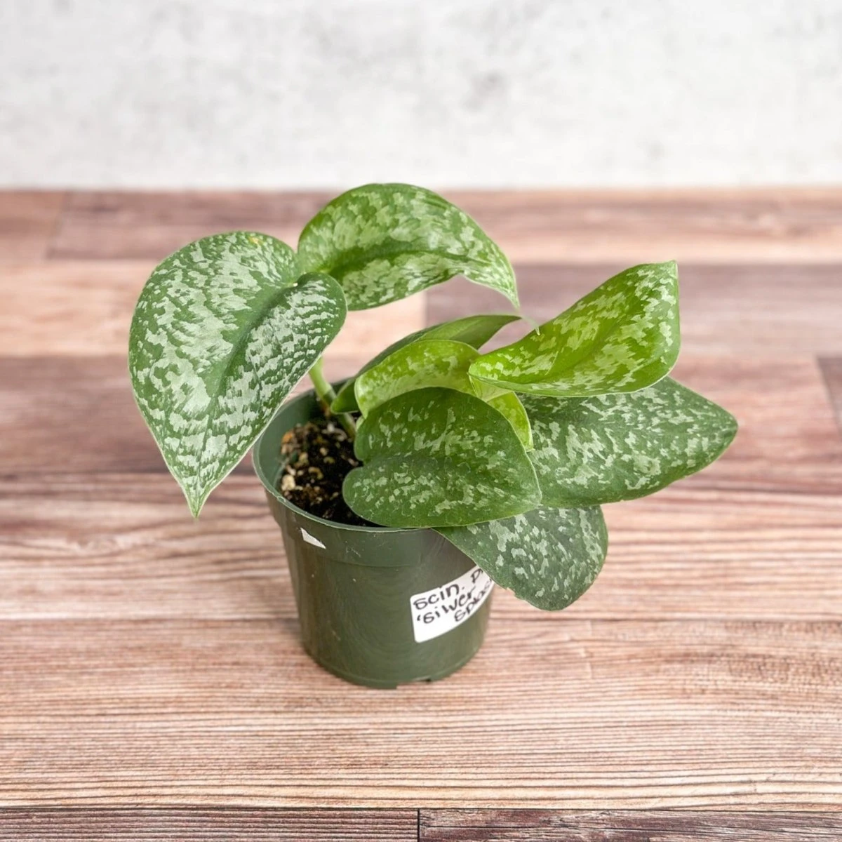 Scindapsus Pictus 'Silver Splash' 4 Scindapsus Pictus 'Silver Splash' - Image 2